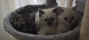 Kitten Abgabebereit
