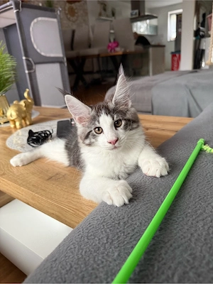 2 Maine Coon Kitten Mädchen 