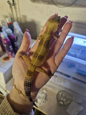 0.1 Leopardgecko  BN Tangerine PROVEN