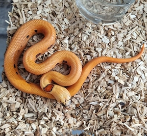 Königsnatter Lampropeltis Magmaking Reservierungen für Hamm 12.09 Bild 2