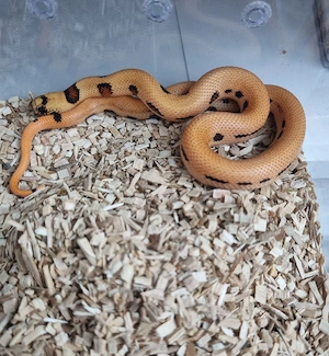 Königsnatter Lampropeltis Magmaking Reservierungen für Hamm 12.09 Bild 4