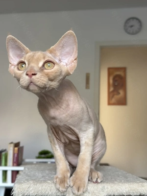 Devon Rex Junge Bild 2