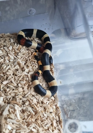 Königsnatter Lampropeltis Magmaking Reservierungen für Hamm 12.09 Bild 7