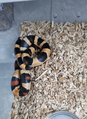 Königsnatter Lampropeltis Magmaking Reservierungen für Hamm 12.09 Bild 10