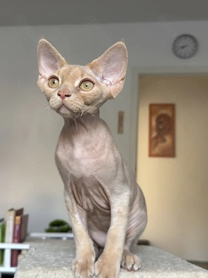 Devon Rex Junge Bild 3