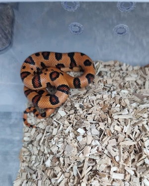 Königsnatter Lampropeltis Magmaking Reservierungen für Hamm 12.09 Bild 8