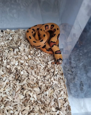 Königsnatter Lampropeltis Magmaking Reservierungen für Hamm 12.09 Bild 3