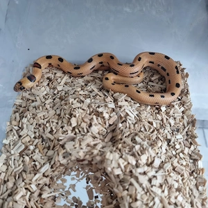 Königsnatter Lampropeltis Magmaking Reservierungen für Hamm 12.09