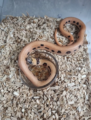 Königsnatter Lampropeltis Magmaking Reservierungen für Hamm 12.09 Bild 5