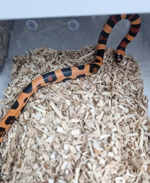 Königsnatter Lampropeltis Magmaking Reservierungen für Hamm 12.09 Bild 6