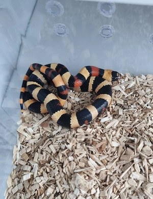 Königsnatter Lampropeltis Magmaking Reservierungen für Hamm 12.09 Bild 9