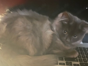 Süße graue Katze abzugeben       Wunderschöne, kleine graue Katze sucht ein liebevolles Zuhause. Sie