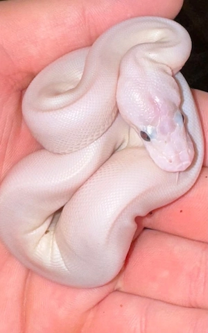 Ivory 66% het Albino Weibchen