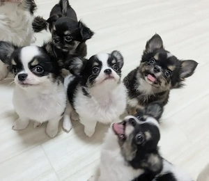 Chihuahua-Welpen