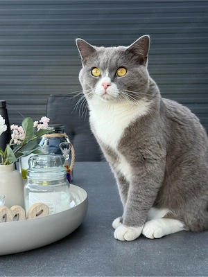 BKH x Ragdoll Mix Kater sucht 