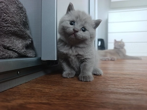 Bkh Katzenbabys lilac 