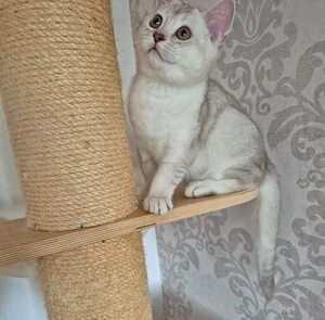 BKH Kitten Silver Shaded 