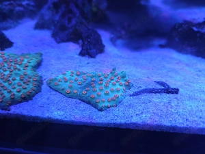 Meerwasser Koralle Cyphastrea 4,5x3cm
