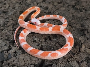 Lavablood Pied