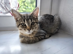 Maine Coon BKH Mix Mädchen sucht neues Zuhause 