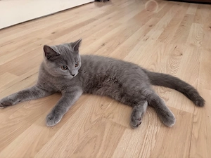 Bkh BLH Kitten noch 2 Mädchen!