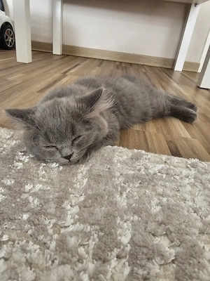 ABHOLBEREIT Langhaar Kitten   Blue