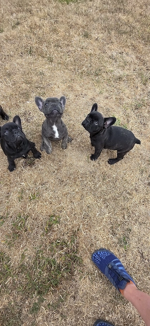Französische Bulldoggen Welpen Rüden suchen ein Zuhause