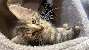 Kitte abzugeben 