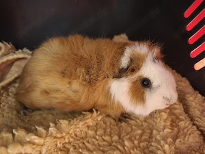 Männchen sehr süße Meerschweinchen Babys 
