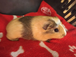 Weibliche Meerschweinchen Babys 