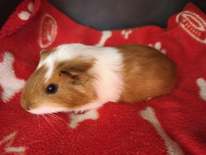 Weibliche Meerschweinchen Babys 