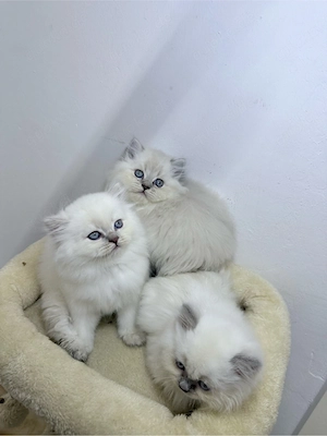 BLH baby katzen 