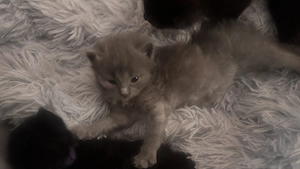 Kitten suchen ein neues Zuhause 