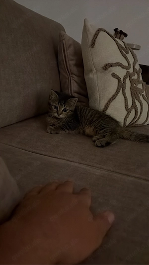 BKH baby katze  Bild 3
