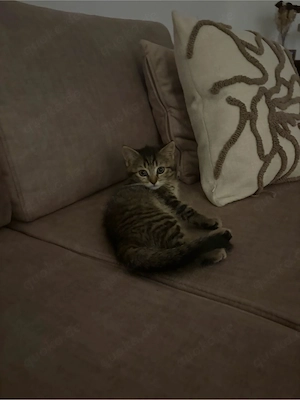 BKH baby katze  Bild 1