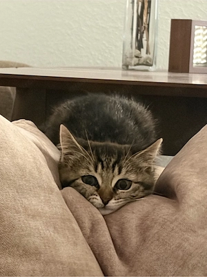 BKH baby katze  Bild 2
