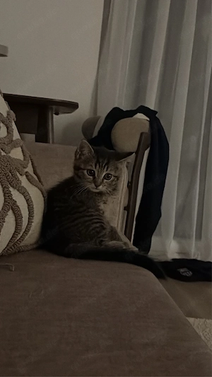 BKH baby katze  Bild 4
