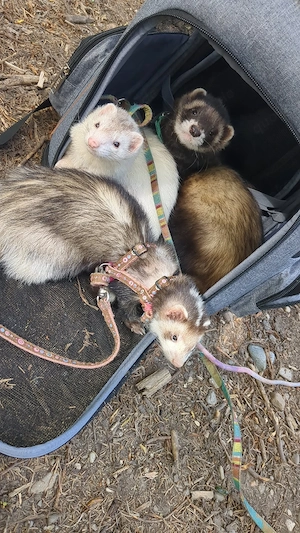 Zuhause für Frettchen Fähe gesucht  Bild 4
