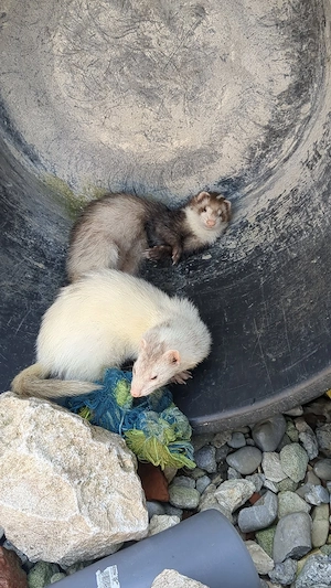 Zuhause für Frettchen Fähe gesucht  Bild 3