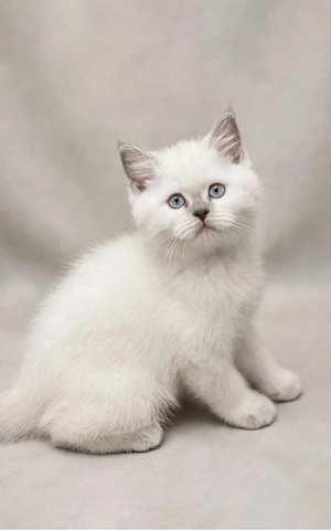 zwei liebe britsch Kater suchen ein neues zuhause 