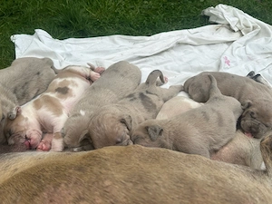 Deutsche Dogge- Carne Corso- Mischung