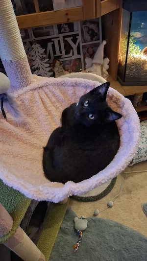 Orientalische Kurzhaar Katze Mix 