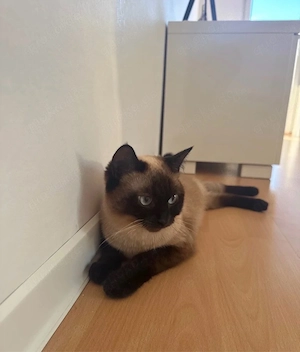 siam katze weiblich 