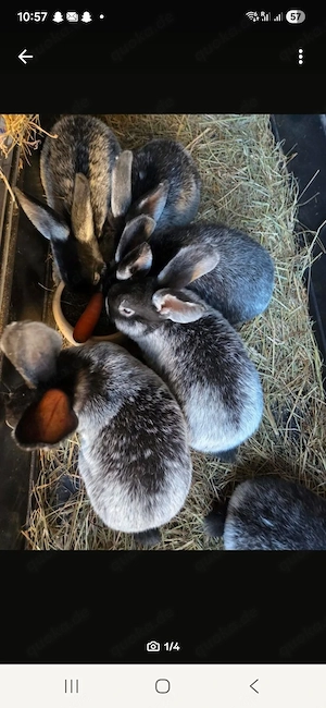  Helle Großsilber Kaninchen 