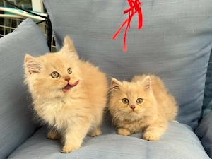 Perser Mix Babykatzen