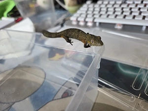 Eurydactylodes agricolae 1.0 - Chamäleongecko