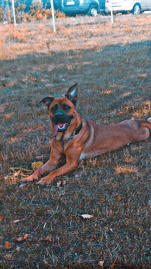 Hund sucht liebevolles zu Hause 