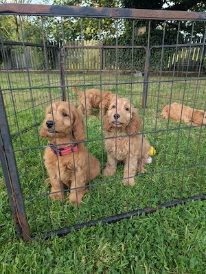 Cockapoo Welpen suchen liebevolles Zuhause
