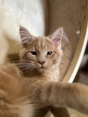 Reinrassige Maine-Coon Babys