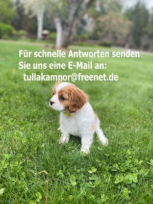 Cavalier King Charles Welpen 
